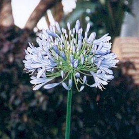 agapanthus 2 - crin albastru