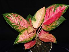 aglaonema-aglaonema