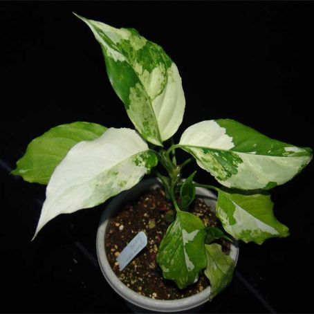 aglaonema 1 - aglaonema