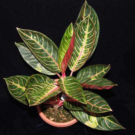 aglaonema 4 - aglaonema