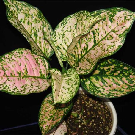 aglaonema 3 - aglaonema