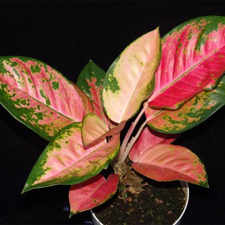 aglaonema 2 - aglaonema