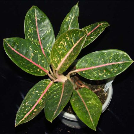 aglaonema 5 - aglaonema
