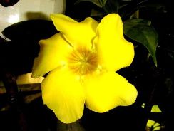 allamanda-alamanda