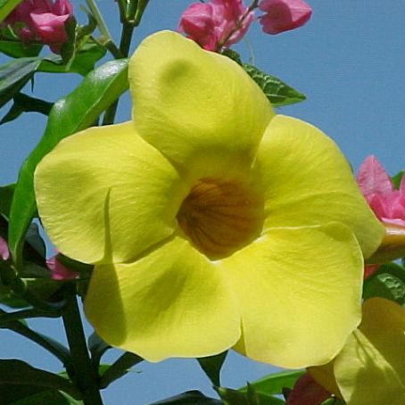 allamanda 5 - alamanda