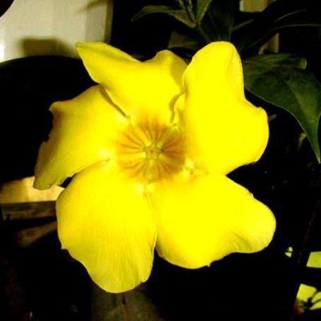 allamanda 3 - alamanda
