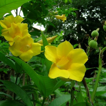 allamanda 2 - alamanda