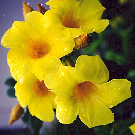 allamanda 4 - alamanda