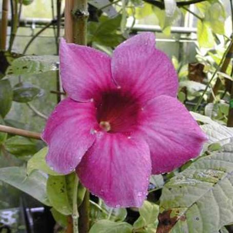 allamanda 1 - alamanda