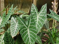 alocasia-alocasia