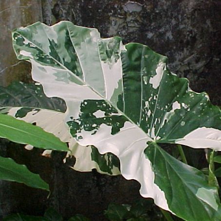 alocasia 1 - alocasia