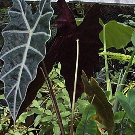 alocasia 2 - alocasia