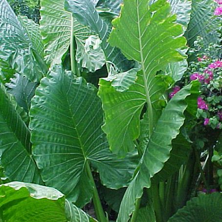 alocasia 5 - alocasia