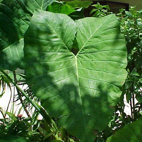 alocasia 4 - alocasia