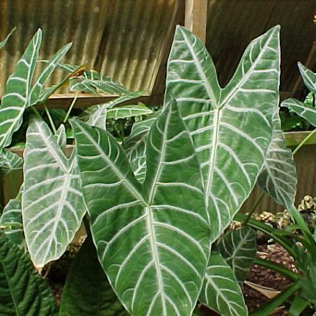 alocasia 3 - alocasia