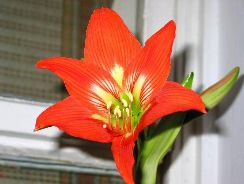 amaryllis-crin-de-iarna