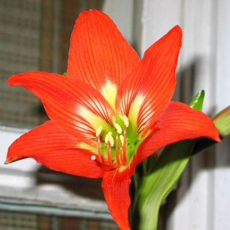 amaryllis 2 - crin de iarna