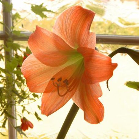 amaryllis 5 - crin de iarna