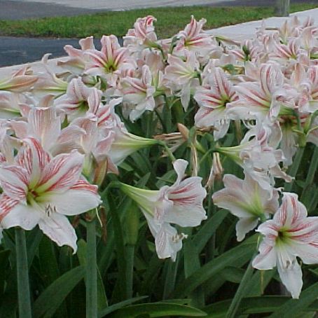 amaryllis 4 - crin de iarna