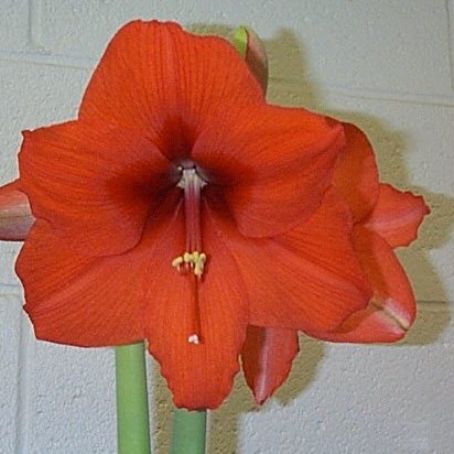amaryllis 3 - crin de iarna
