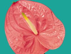 anthurium-floarea-flamingo