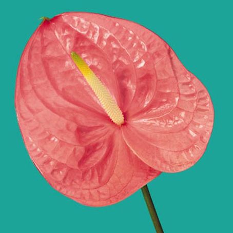 anthurium 1 - floarea flamingo