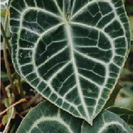 anthurium 2 - floarea flamingo