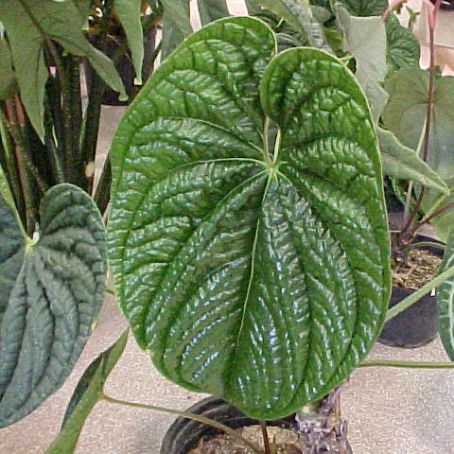 anthurium 5 - floarea flamingo