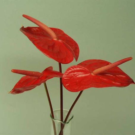 anthurium 3 - floarea flamingo