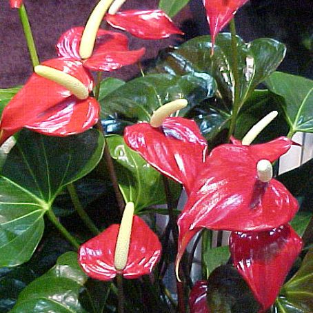 anthurium 4 - floarea flamingo
