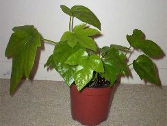 aralia-aralia