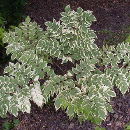 aralia 1 - aralia