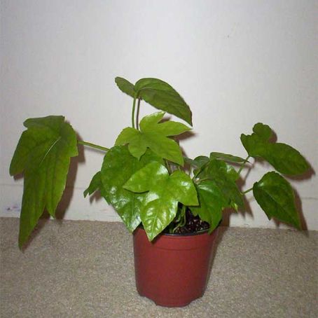 aralia 3 - aralia