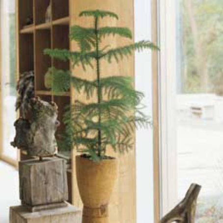 araucaria 3 - brad de camera