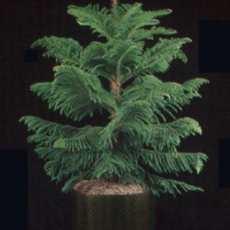 araucaria 4 - brad de camera