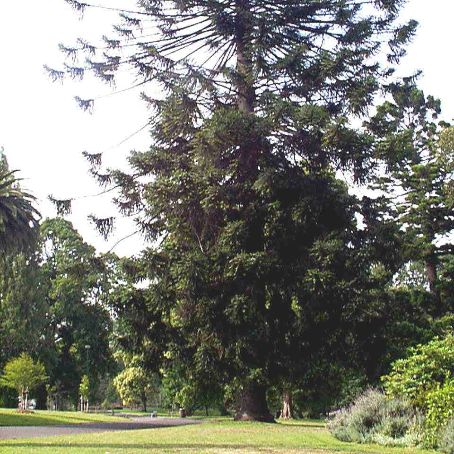 araucaria 1 - brad de camera