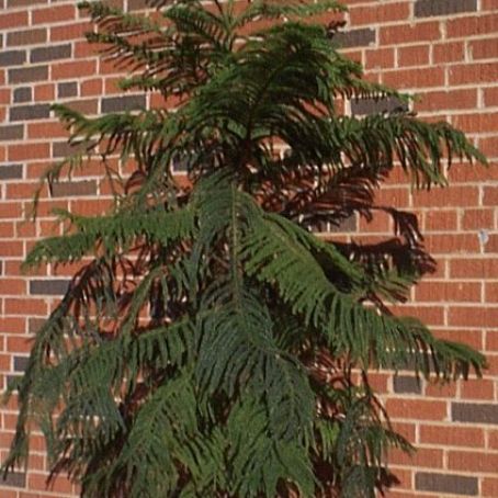 araucaria 2 - brad de camera