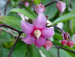 ardisia-ardisia