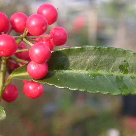 ardisia 5 - ardisia