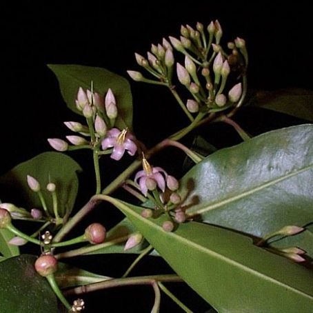 ardisia 1 - ardisia