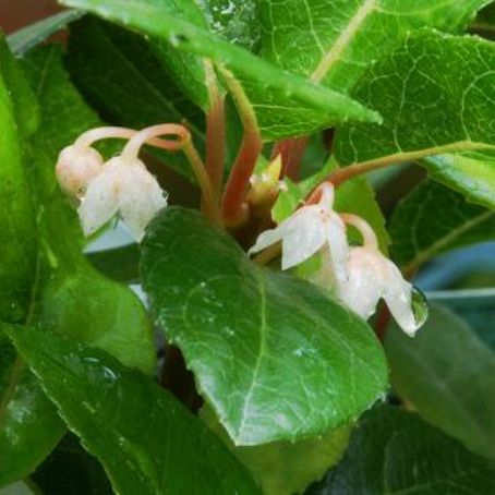 ardisia 2 - ardisia