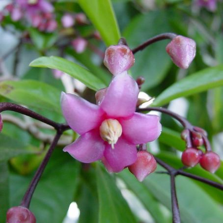 ardisia 3 - ardisia