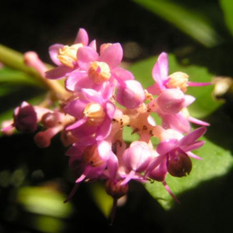 ardisia 4 - ardisia