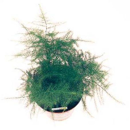 asparagus 1 - asparagus