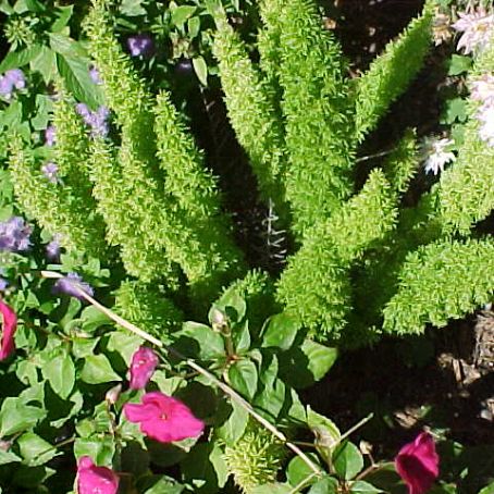 asparagus 2 - asparagus