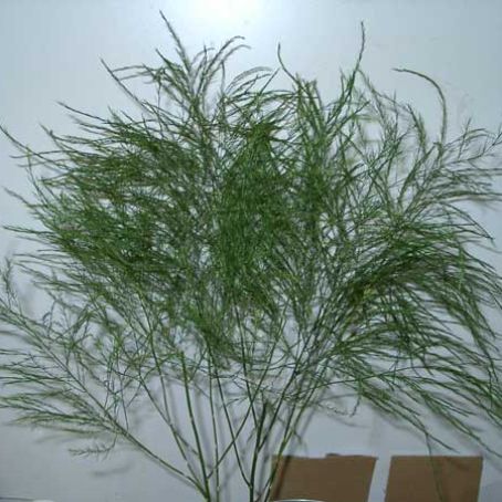asparagus 4 - asparagus