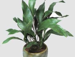 aspidistra-aspidistra
