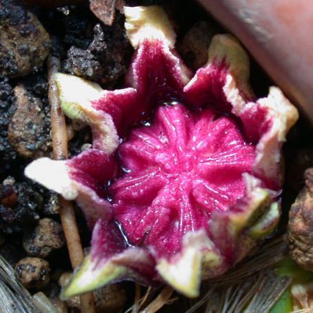 aspidistra 3 - aspidistra