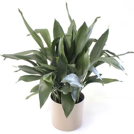 aspidistra 1 - aspidistra