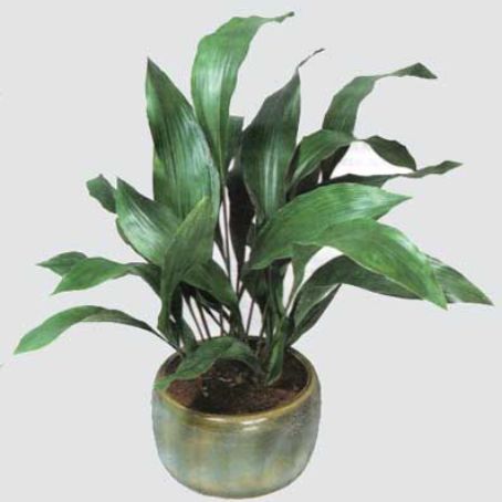 aspidistra 2 - aspidistra